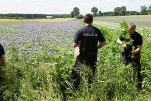 Policjanci wyrywają krzaki konopi