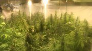Duża plantacja marihuany w domku letniskowym