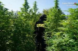 policjant na plantacji narkotyków