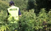 policjant zabezpiecza plantację konopi