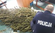 Policjanci zabezpieczyli ponad 5 kilogramów marihuany