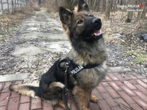 policyjny pies na służbie
