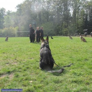 Pies policyjny w trakcie realizacji zadania