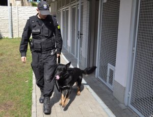 Pies Epan z przewodnikiem podczas patrolu