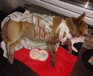 ranny pies leży na poduszce, ma opatrzoną bandażem łapę