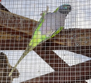 papuga w klatce