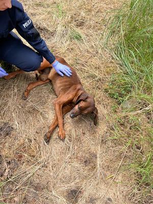 policjantka kuca przy leżącym na suchej trawie psie
