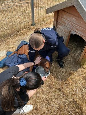 policjantka i kobieta kucają przy leżącym psie na suchej trawie obok budy, kobiety podają mu wodę w misce