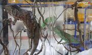 trzy kameleony w akwarium