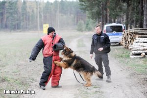 Pies policyjny podczas ćwiczeń z pozorantem i przewodnikiem.