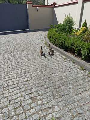 stado kaczek idących ulicą