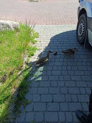 stado kaczek idących ulicą