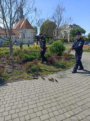 policjanci prowadzą stado kaczek