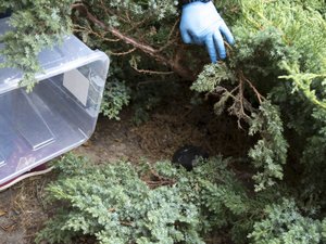 Narkotyki znalezione w krzewach