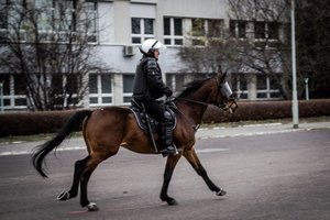 Policyjny koń.
