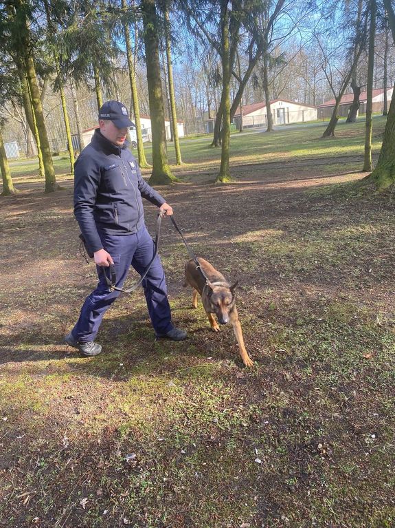 przewodnik psa oraz czworonóg podczas szkolenia. Pies chodzi przy nodze policjanta.
