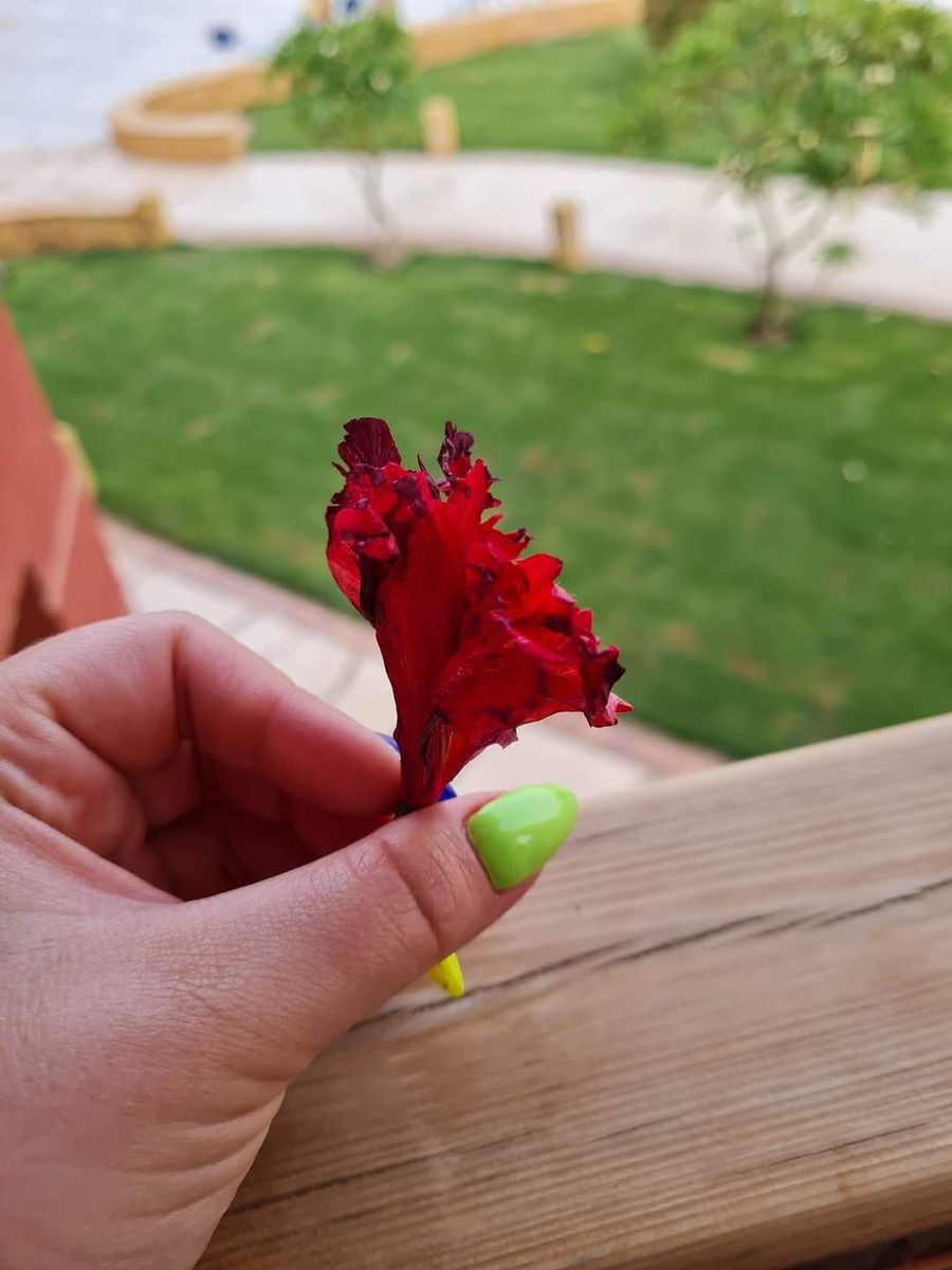 widoczna kobieca dłoń, która trzyma czerwony kwiat