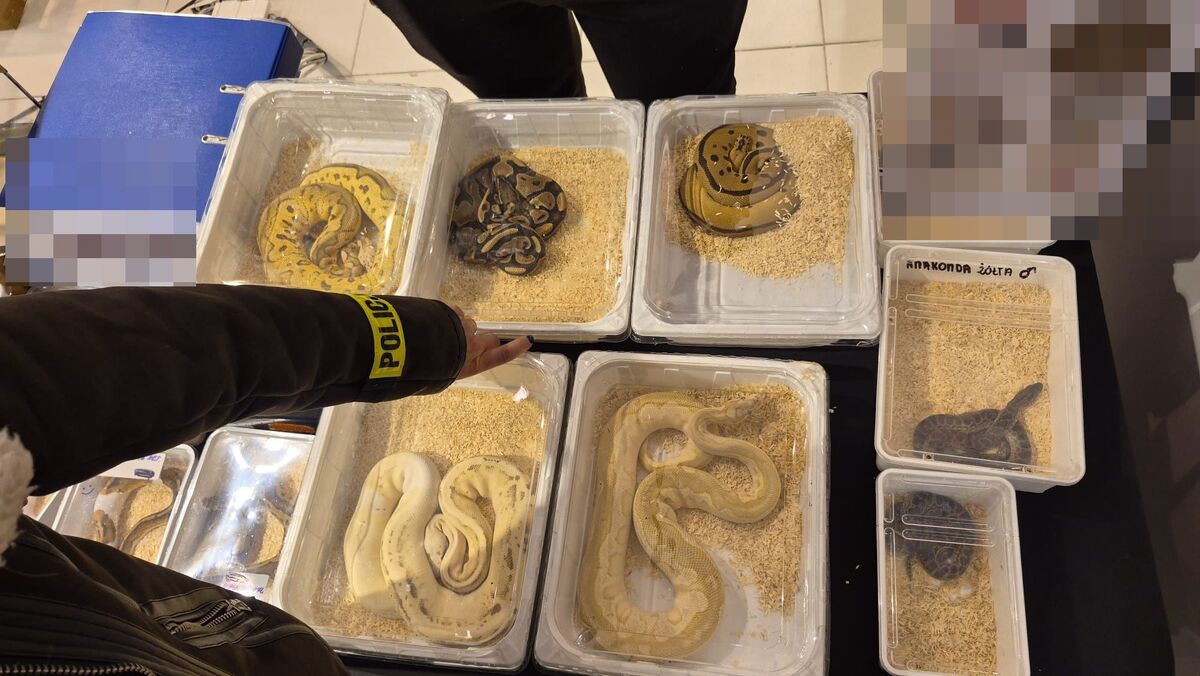 Pytony zamknięte w plastikowych pojemnikach.