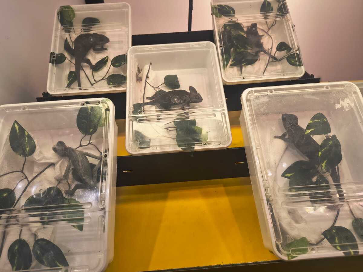 Kameleony lamparcie w pojemnikach.