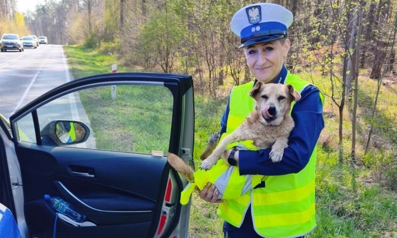 policjantka trzyma psa na rękach. 