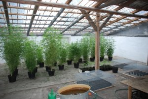Plantacja marihuany w pomieszczeniu