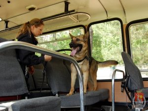 Przewodnik i jego pies w autobusie - wyszukiwanie zakazanych substancji