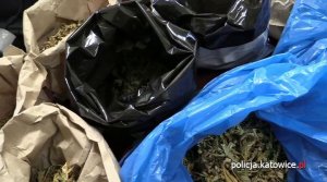 Marihuana zabezpieczona przez policjantów z Katowic