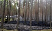 Pożar lasów na terenie powiatuostrołęckiego zdjęcie nr 1