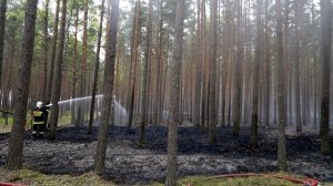 Pożar lasów na terenie powiatuostrołęckiego zdjęcie nr 1