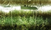 Zlikwidowna plantacja marihuany