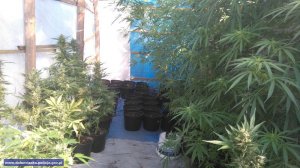 Dolnośląscy policjanci zlikwidowali nielegalną plantację – zabezpieczono blisko 2 kg marihuany i ponad 100 krzewów konopi indyjskich
