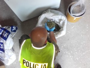 Policjant sprawdza zabezpieczone substancje