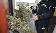 Policjanci zabezpieczyli ponad 9 kg marihuany