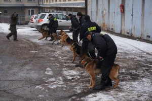 Ćwiczenia psów służbowych #10