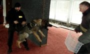 Ćwiczenia psów służbowych