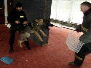 Ćwiczenia psów służbowych