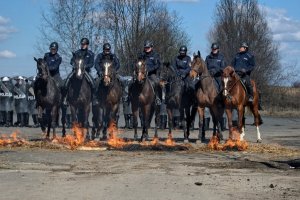 Ćwiczenia policji konnej i mundurowych z oddziału