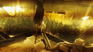 Zlikwidowana plantacja marihuany #5