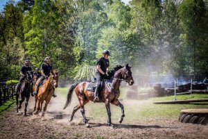 Ćwiczenia koni służbowych w Łodzi