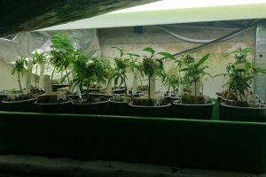 rośliny konopi w doniczkach