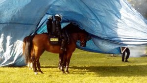 Policyjne pokazy atrakcją majówki konnej w Pszczynie #8