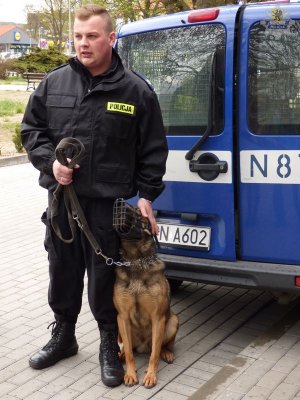 Iwo - pies służbowy z lęborskiej komendy z opiekunem #2