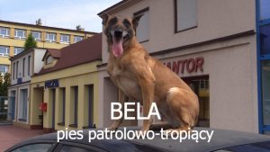 Bela - pies patrolowo-tropiący