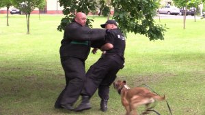 policjant szarpie się z pozorantem na ratunek biegnie pies