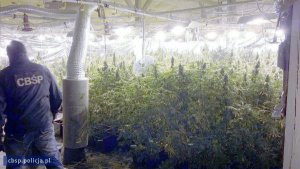 Plantacje marihuany liczące ponad 1650 krzewów zlikwidowali policjanci CBŚP na Pomorzu