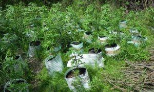 Zabezpieczona plantacja marihuany