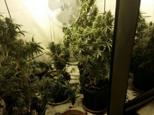Zabezpieczona plantacja marihuany
