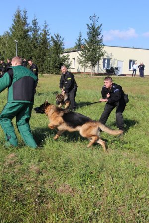 policjanci z Plutonu Przewodników Psów Służbowych Komendy Wojewódzkiej Policji w Poznaniu podczas cotygodniowych ćwiczeń