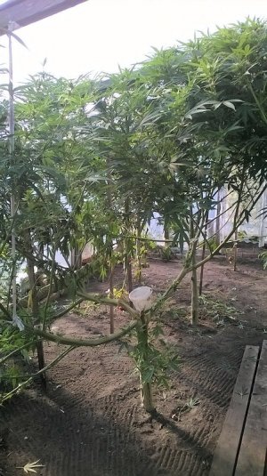 Zlikwidowana plantacja - zabezpieczone 15 krzewów i ponad 7 kilogramów marihuany