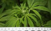 Blisko kilogram marihuany u 19-latka